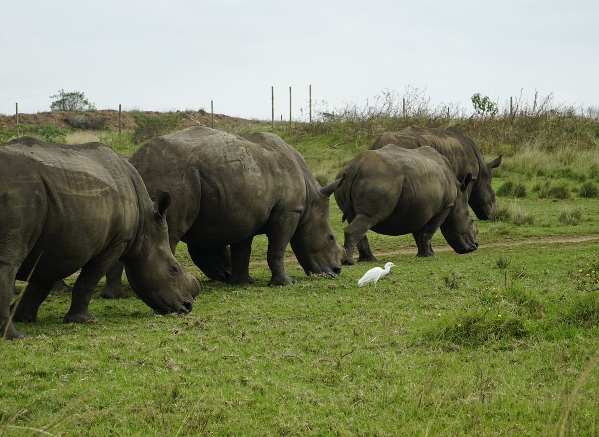 Ranger tracking a black rhino on foot at Ol Pejeta Conservancy near Nanyuki, Laikipia