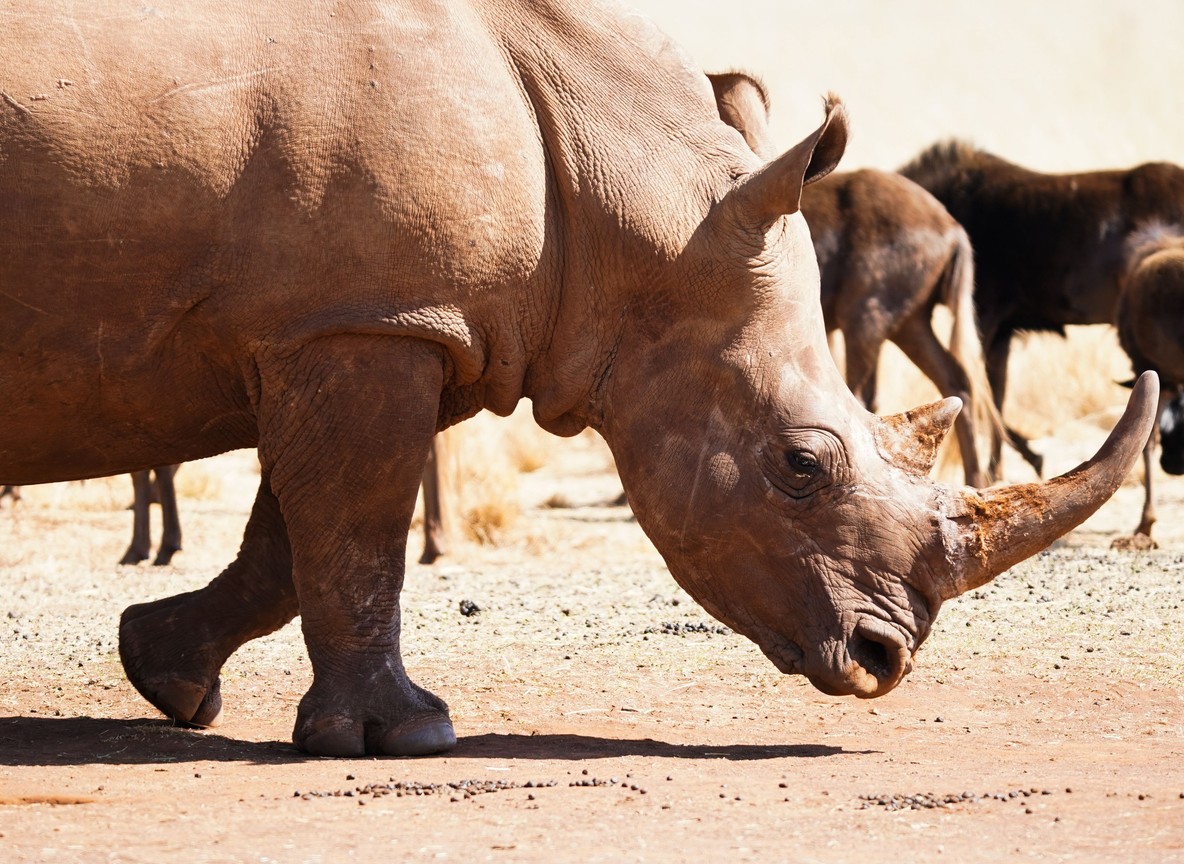 Eastern black rhino grazing among acacia trees at Segera Conservancy in Laikipia, Kenya