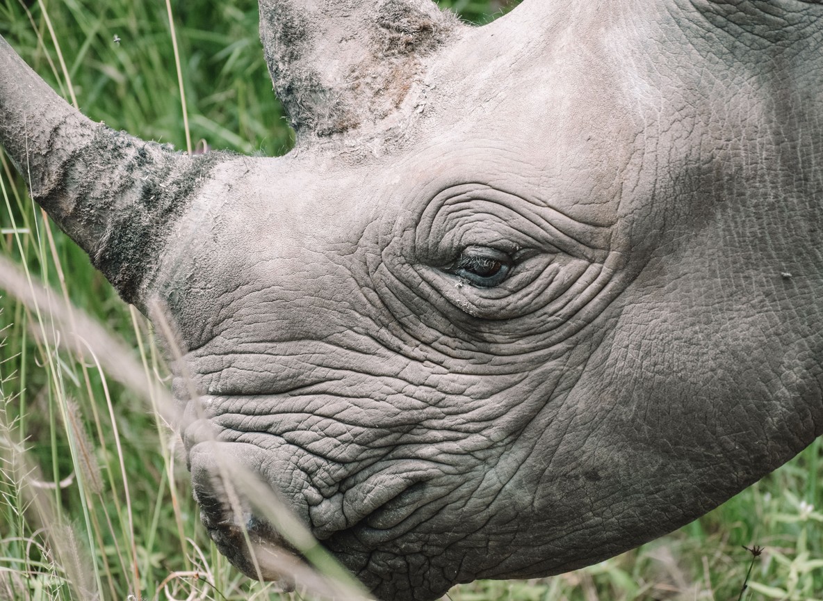 Southern white rhino and calf grazing on the Lewa-Borana landscape in Laikipia, Kenya
