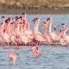 Flock of pink lesser flamingos wading in the alkaline waters of Lake Bogoria with steam rising from hot springs in the background
