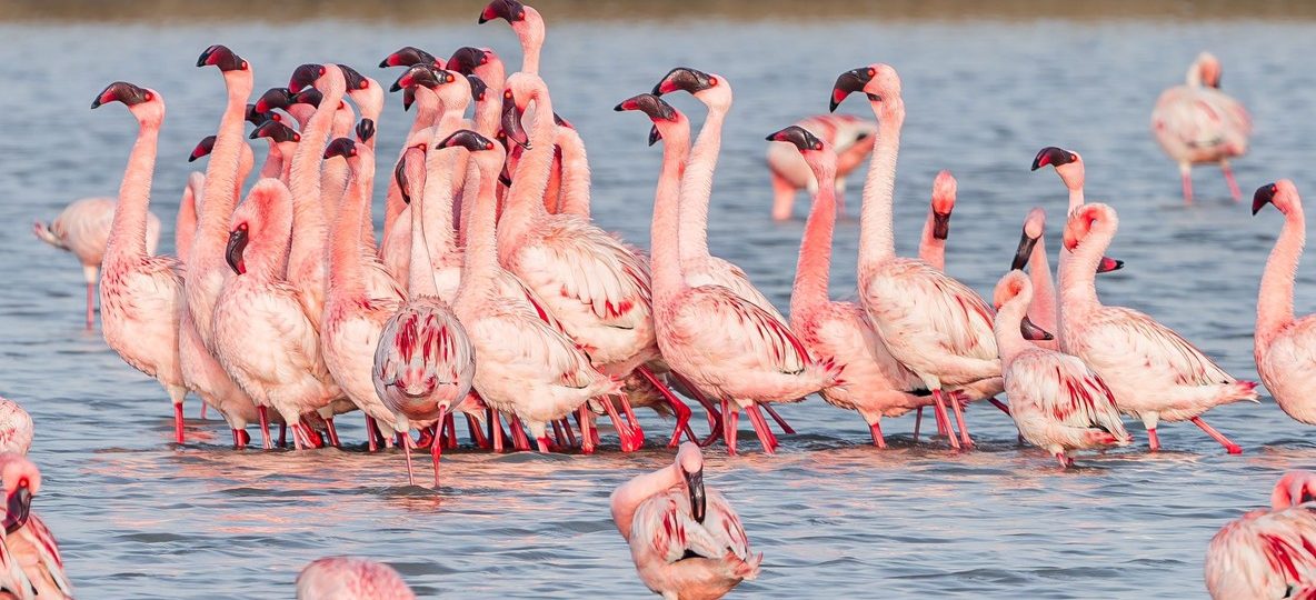 Flock of pink lesser flamingos wading in the alkaline waters of Lake Bogoria with steam rising from hot springs in the background