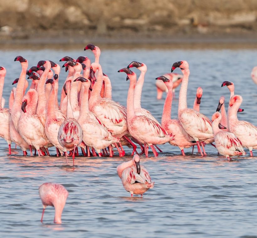 Flock of pink lesser flamingos wading in the alkaline waters of Lake Bogoria with steam rising from hot springs in the background