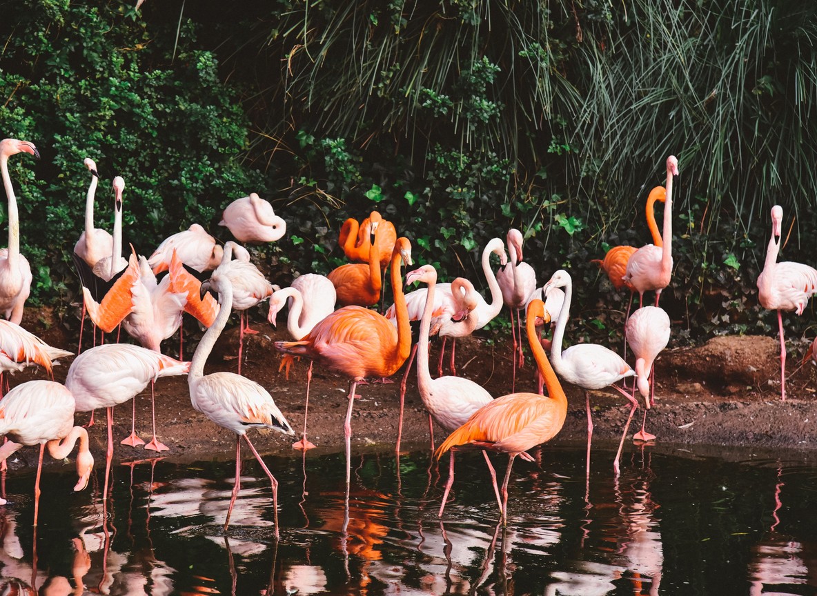 Solo traveler photographing pink flamingos from the shoreline at Lake Bogoria at sunrise