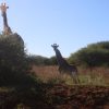 Lake Naivasha Kenya scene: giraffes walking along the lakeshore at golden hour with the Rift Valley escarpment in the background