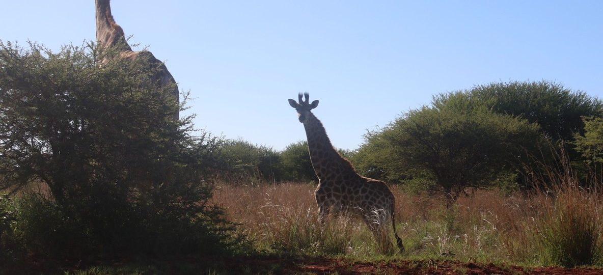 Lake Naivasha Kenya scene: giraffes walking along the lakeshore at golden hour with the Rift Valley escarpment in the background