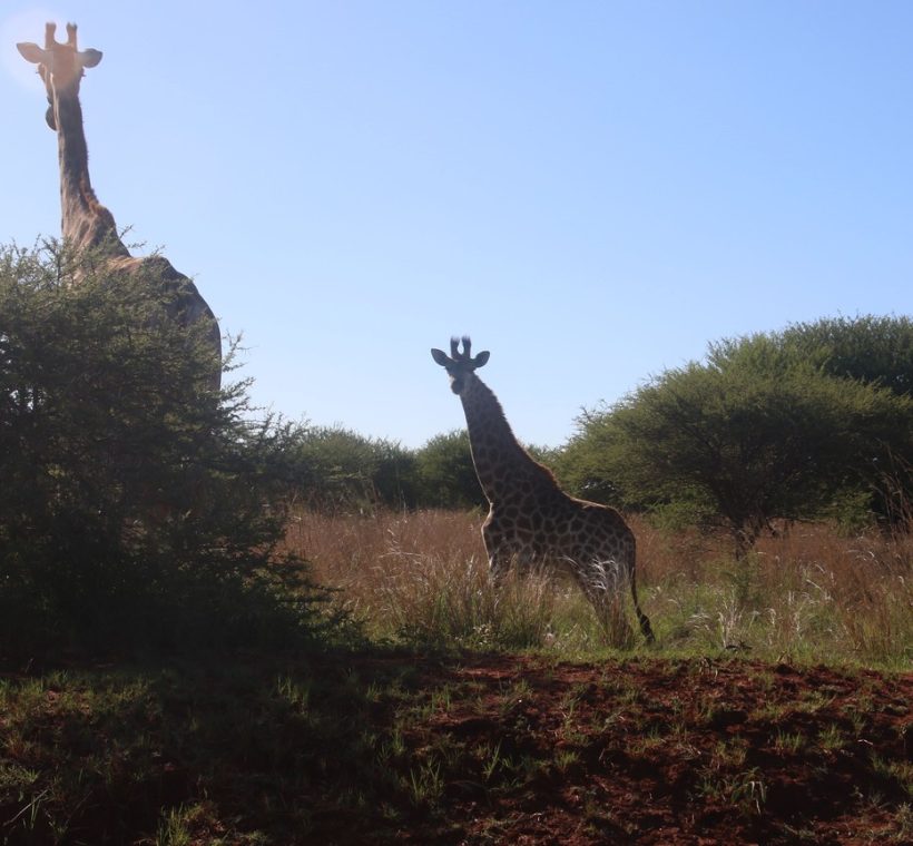 Lake Naivasha Kenya scene: giraffes walking along the lakeshore at golden hour with the Rift Valley escarpment in the background