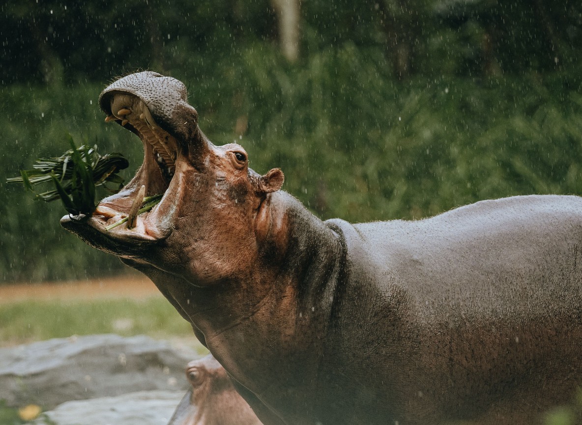 A hippo surfaces in Lake Naivasha's waters