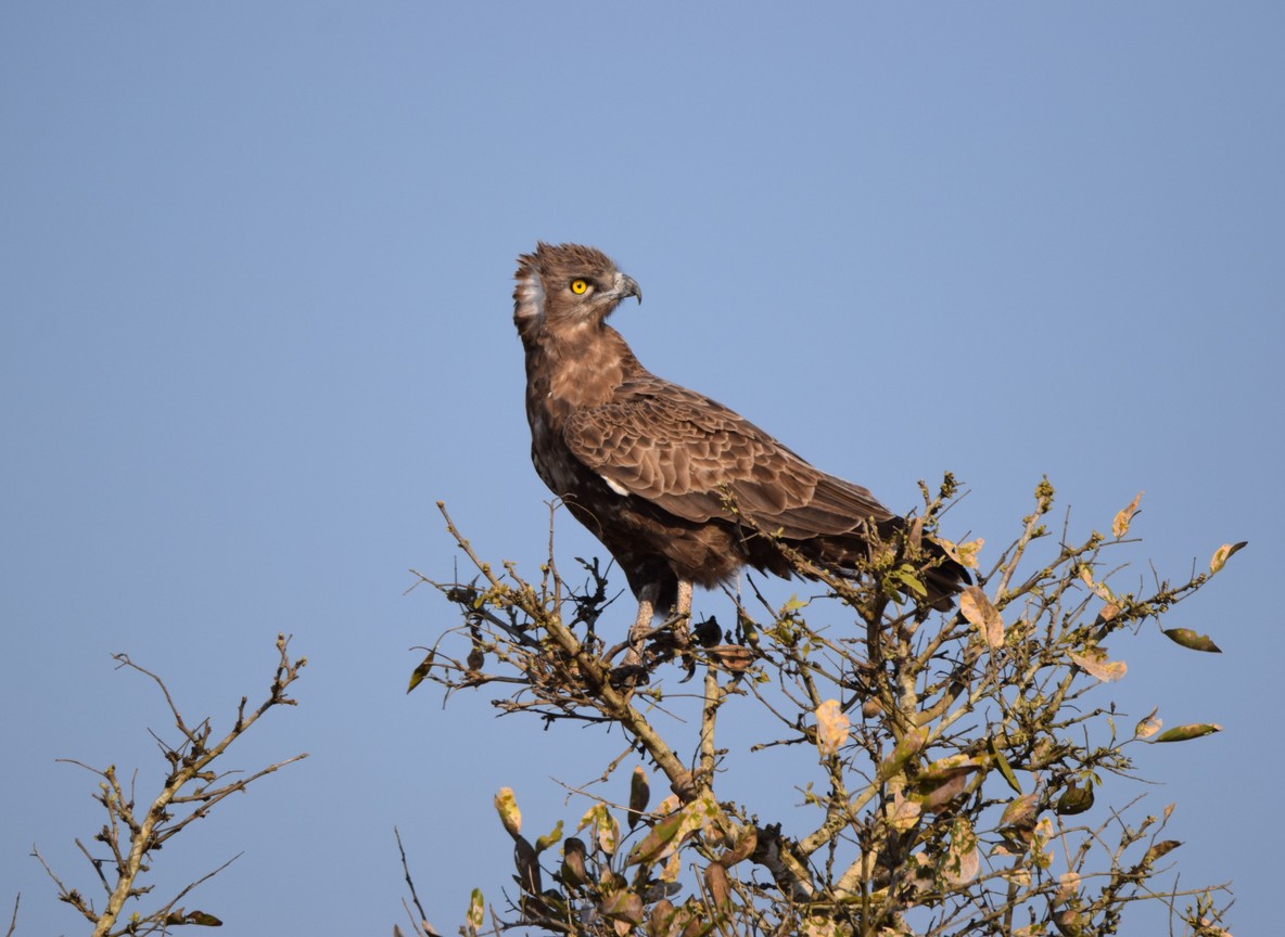 A fish eagle perched above the water, a common sight on Lake Naivasha boat safaris
