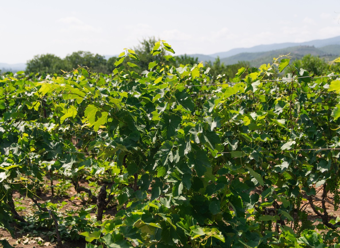 Rift Valley vineyard rows near Lake Naivasha where Kenyan wine grapes are grown
