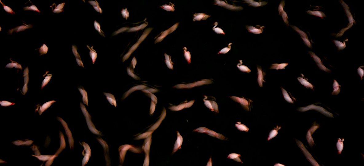 Flamingos wading along the shoreline of a Rift Valley soda lake in Kenya