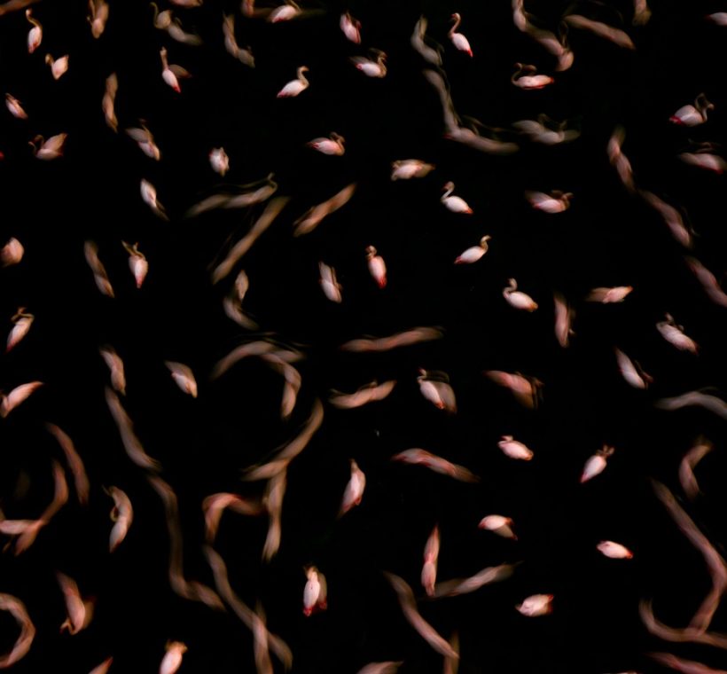 Flamingos wading along the shoreline of a Rift Valley soda lake in Kenya