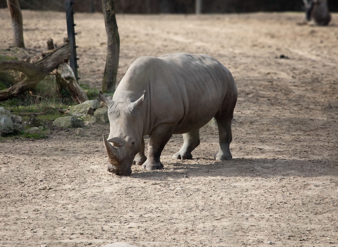 A white rhino grazing on open grassland inside a fenced Kenya wildlife sanctuary