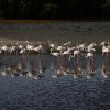 Lake Nakuru safari tours: flamingos and white rhino grazing near the lakeshore in Lake Nakuru National Park