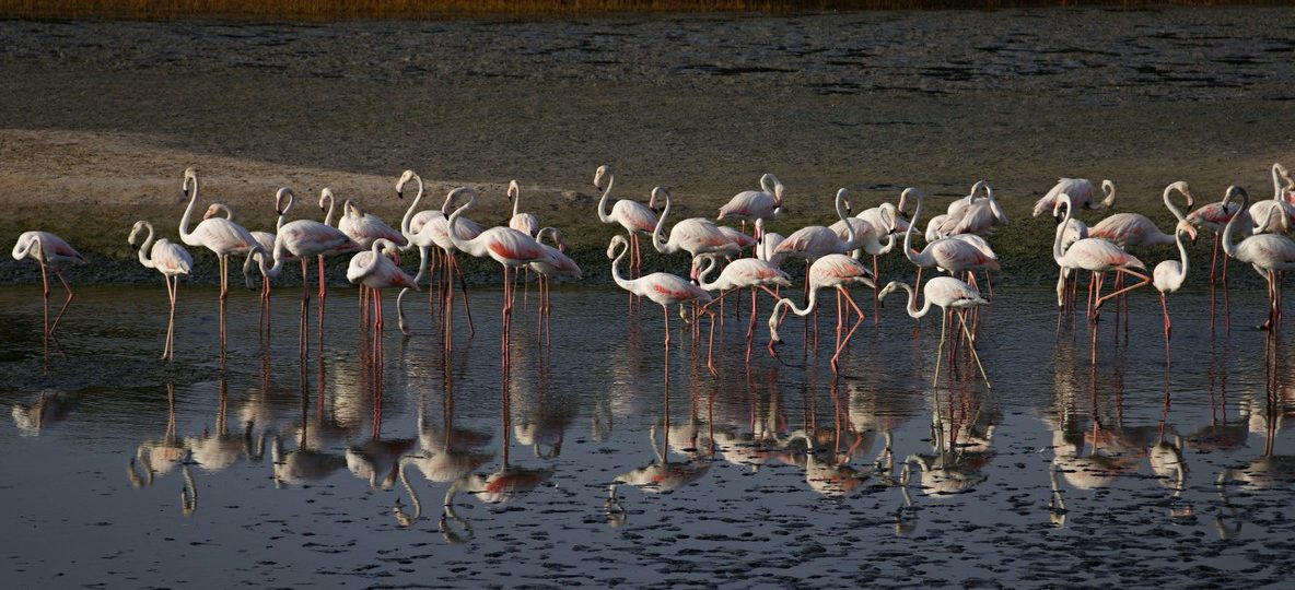 Lake Nakuru safari tours: flamingos and white rhino grazing near the lakeshore in Lake Nakuru National Park