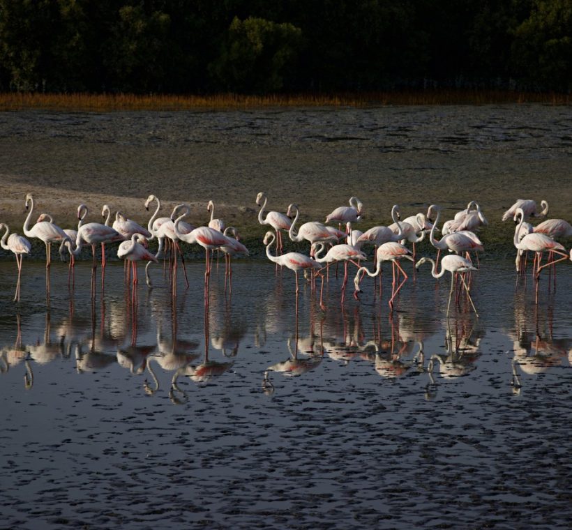 Lake Nakuru safari tours: flamingos and white rhino grazing near the lakeshore in Lake Nakuru National Park