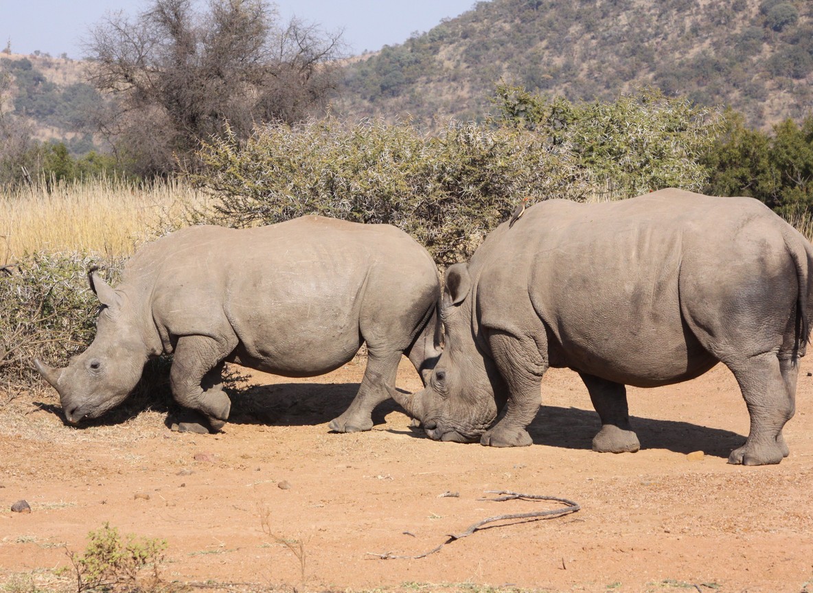 A white rhino grazing near acacia trees in Lake Nakuru National Park's rhino sanctuary