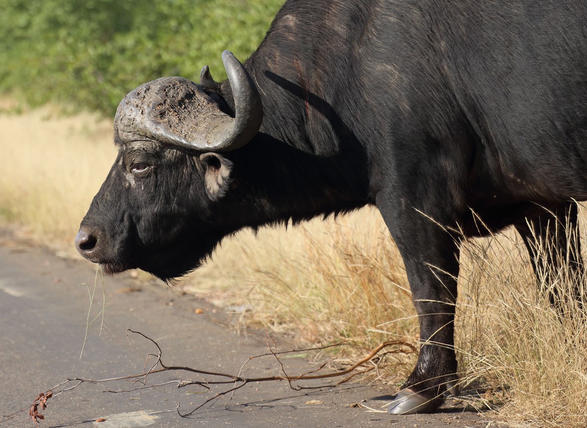 African buffalo grazing near the lakeshore in Lake Nakuru National Park