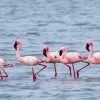 Wide shot of Lake Nakuru shoreline with flamingos and acacia woodland under morning light