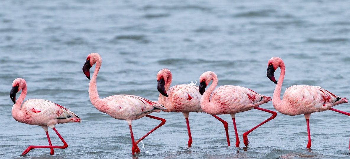 Wide shot of Lake Nakuru shoreline with flamingos and acacia woodland under morning light