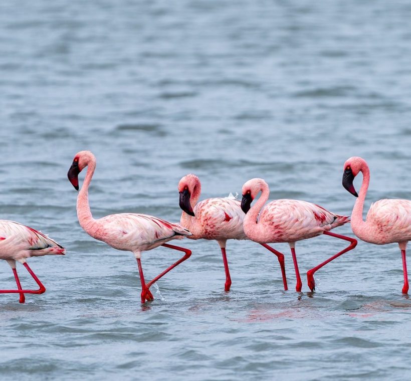 Wide shot of Lake Nakuru shoreline with flamingos and acacia woodland under morning light