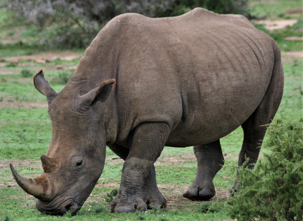 Safari 4x4 vehicle with pop-up roof driving along a murram track near Lake Nakuru's shoreline