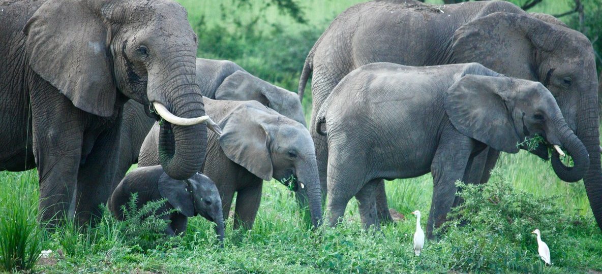 in Amboseli National Park Kenya