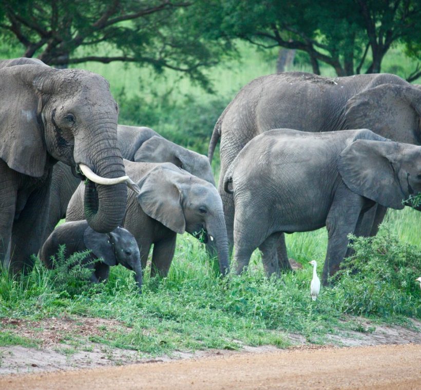 in Amboseli National Park Kenya