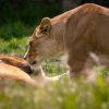 Naboisho Conservancy, Masai Mara