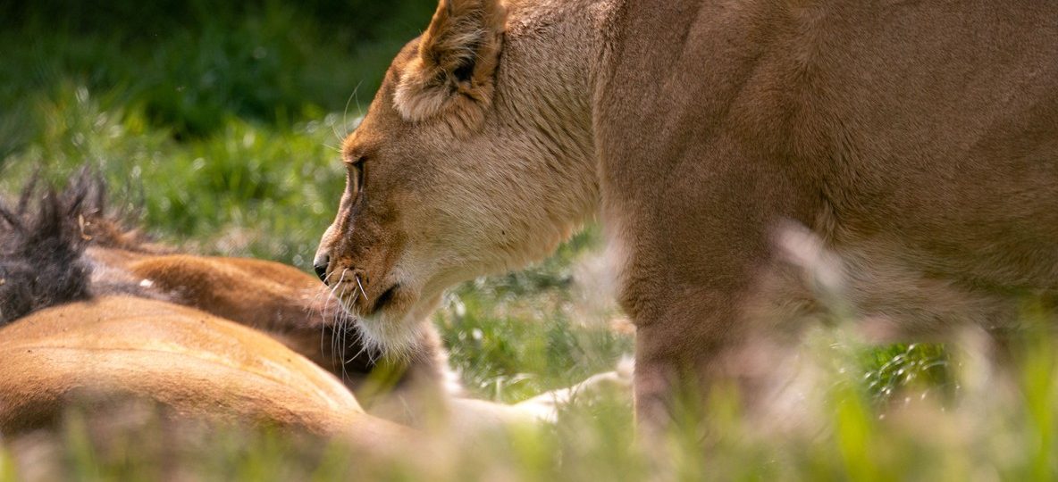 Naboisho Conservancy, Masai Mara