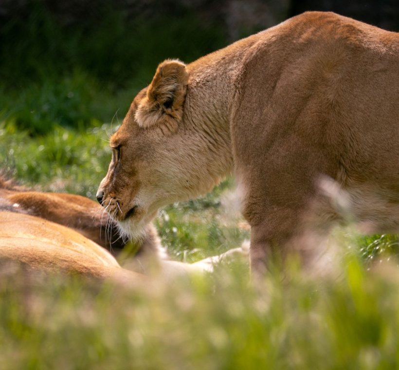 Naboisho Conservancy, Masai Mara