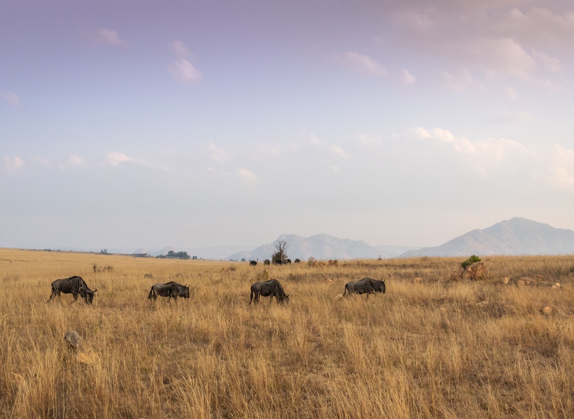 Leopard Hill Camp