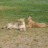 A lion pride resting on green grassland inside Lewa Wildlife Conservancy