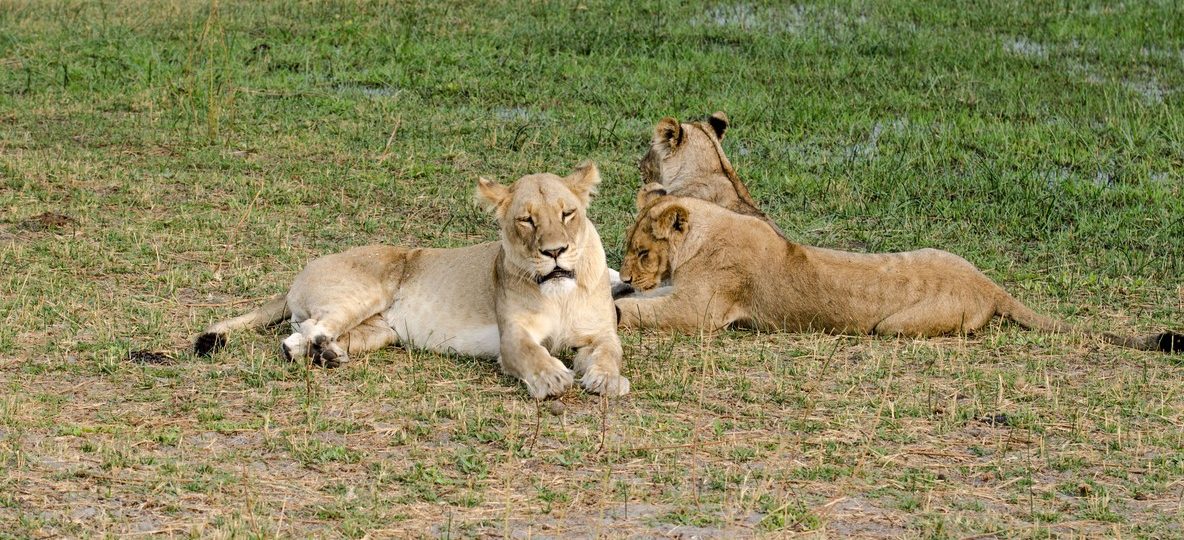 A lion pride resting on green grassland inside Lewa Wildlife Conservancy