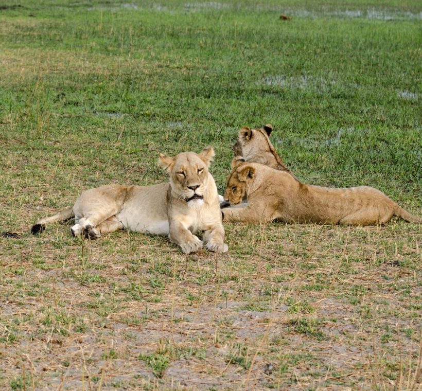 A lion pride resting on green grassland inside Lewa Wildlife Conservancy