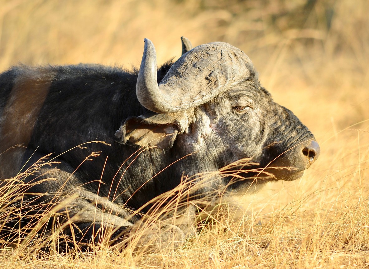 A Cape buffalo resting in golden savanna grass inside Lewa Wildlife Conservancy