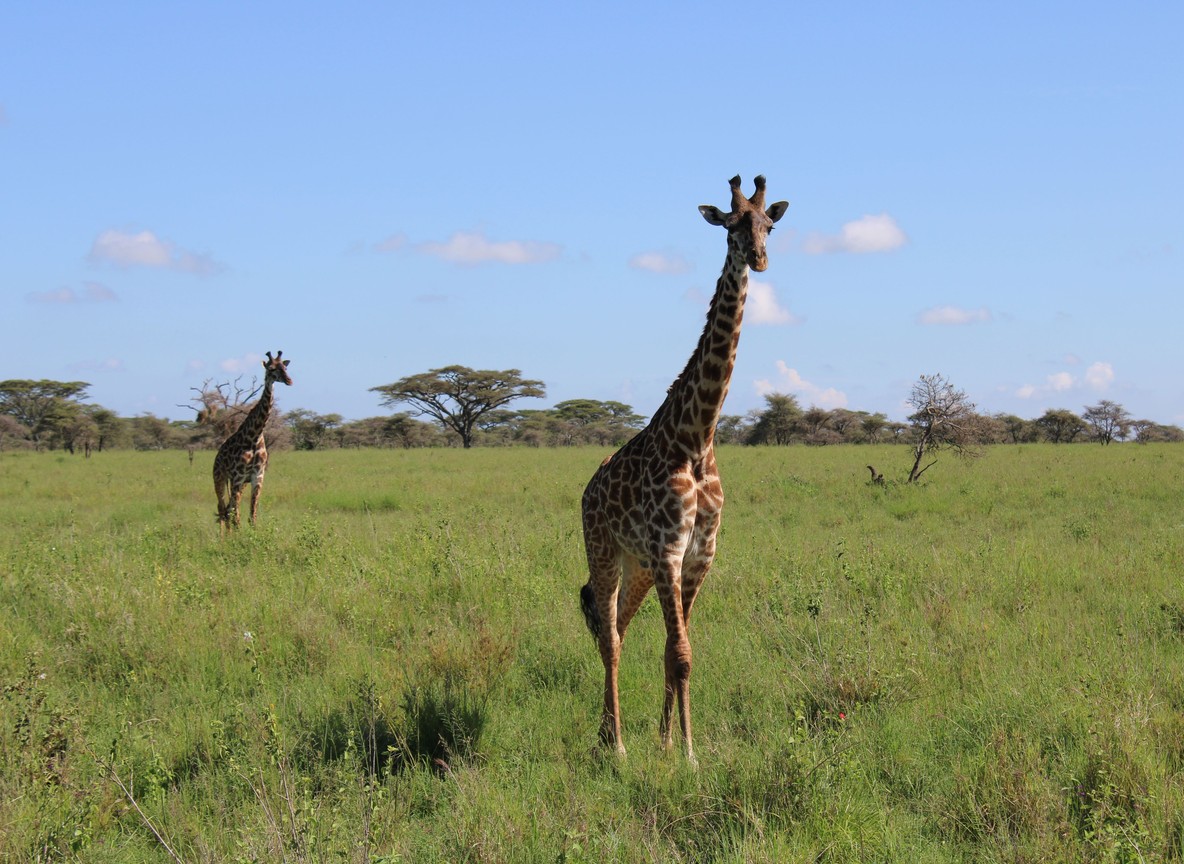 A pair of reticulated giraffe standing in open grassland with acacia trees in Lewa Wildlife Conservancy