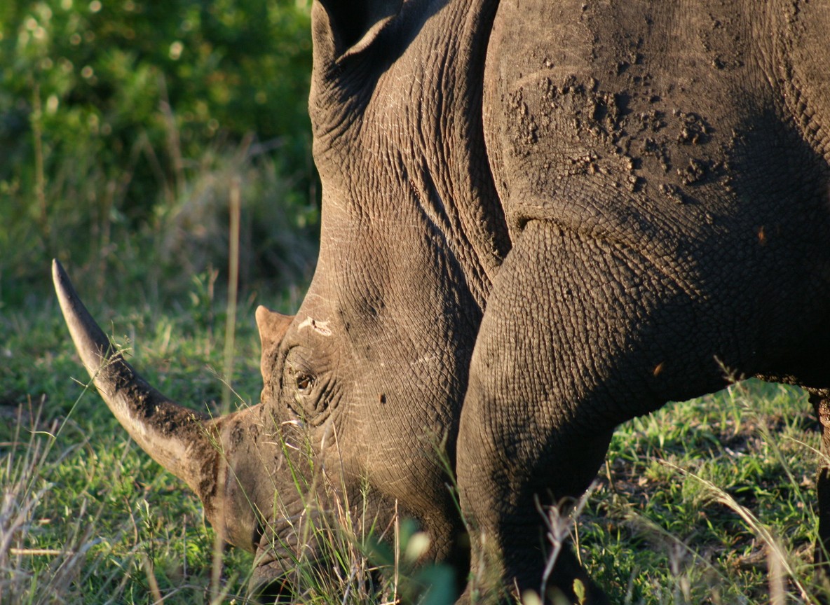 A close-up of a black rhino grazing on green grass in Lewa Wildlife Conservancy