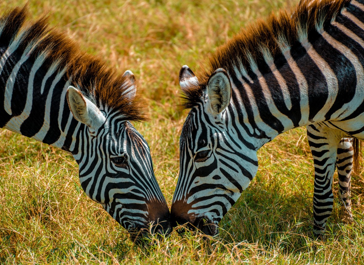 Dry season savanna plains in Lewa Wildlife Conservancy with grazing zebra under a clear blue sky