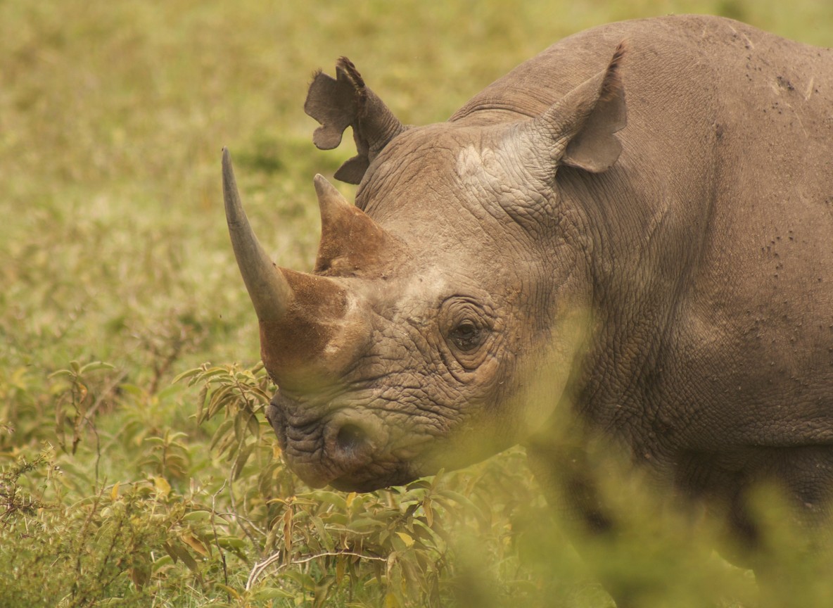 Kenya
