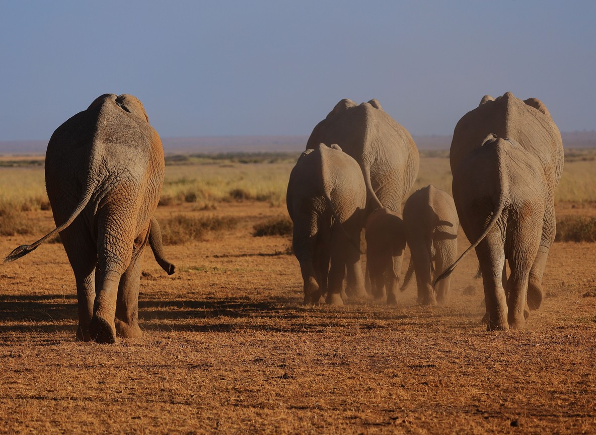 lions grazing on Amboseli floodplain in background, golden late afternoon light