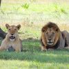 A luxury safari suite at golden hour overlooking the open plains of Mara North Conservancy in the Maasai Mara