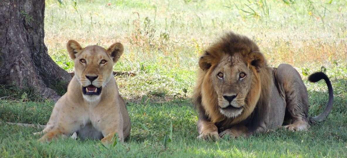 A luxury safari suite at golden hour overlooking the open plains of Mara North Conservancy in the Maasai Mara