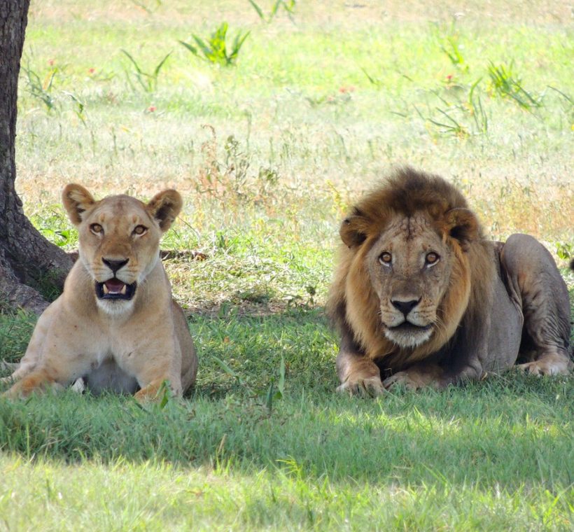 A luxury safari suite at golden hour overlooking the open plains of Mara North Conservancy in the Maasai Mara