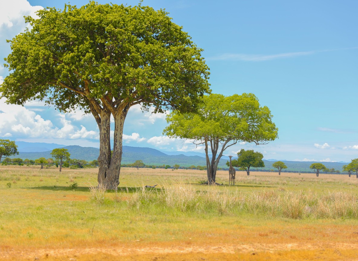 Wildebeest and zebra grazing on the open plains of Mara North Conservancy near Little Elephant Pepper Camp