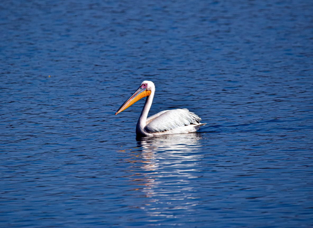 African fish eagle perched over Lake Naivasha with papyrus reeds and calm water