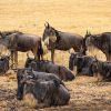 Aerial view of a single safari vehicle on an empty conservancy track at dawn near Mara North Conservancy -- trunktrails-maasai-mara-overcrowding-safari-1