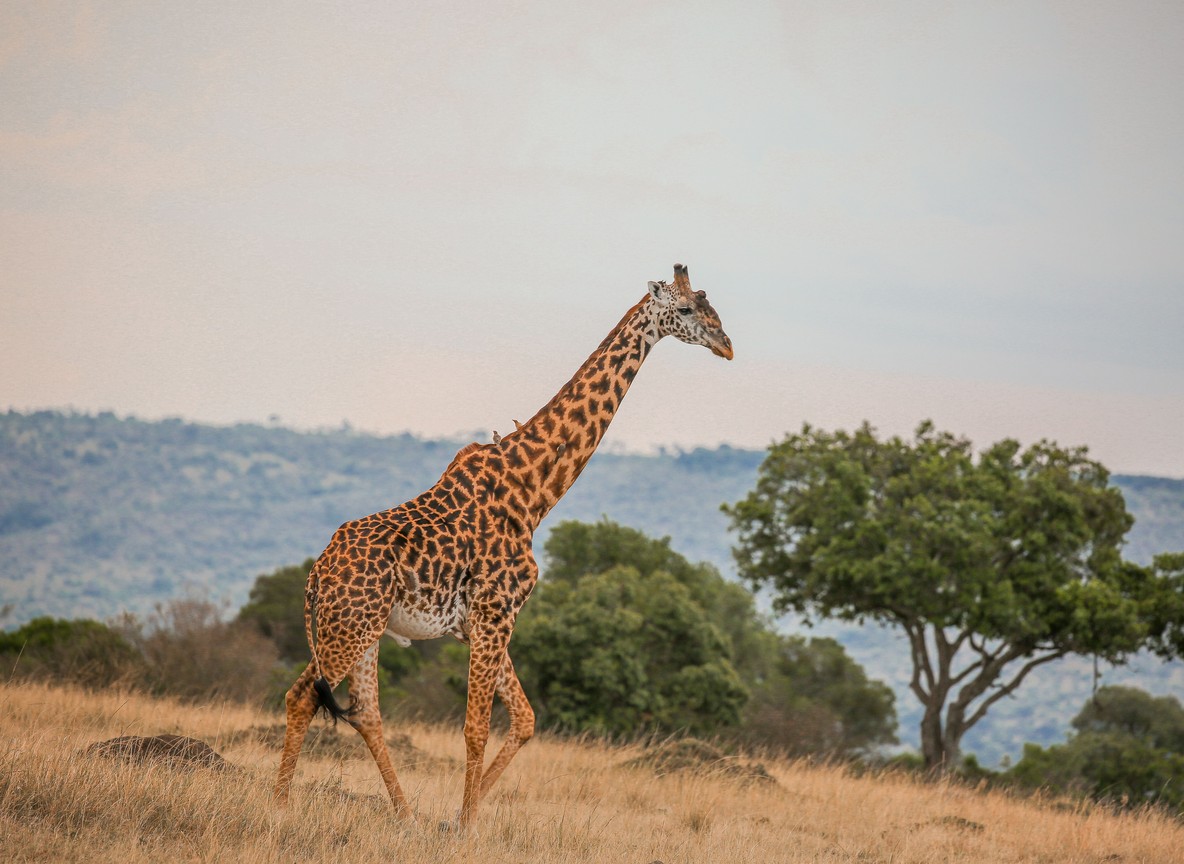 Maasai guide waiting beside a safari vehicle
