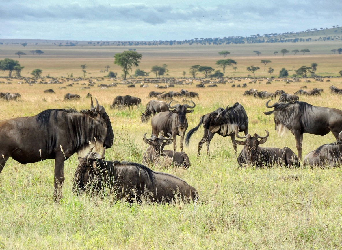A map-style view of the Kenyan savanna showing the transition from highland to lowland terrain near the Maasai Mara