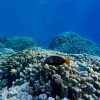 A snorkeler photographing a coral garden with parrotfish in Malindi Marine National Park, Kenya