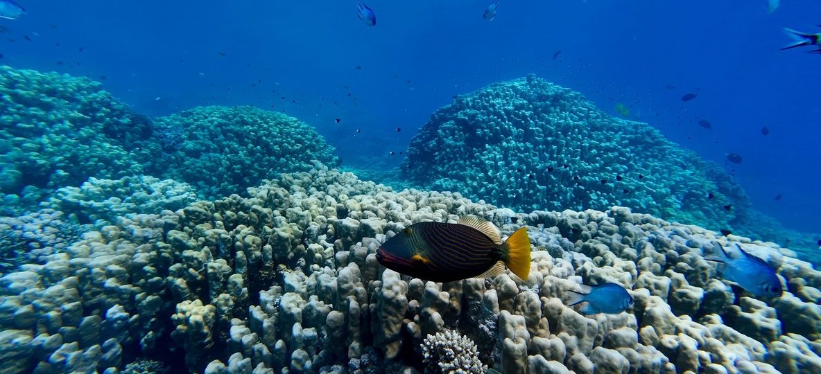 A snorkeler photographing a coral garden with parrotfish in Malindi Marine National Park, Kenya